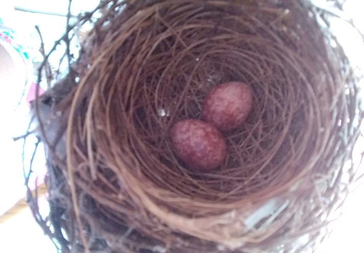 Eggs of grey headed bulbul