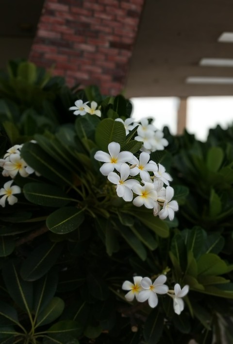 Flora