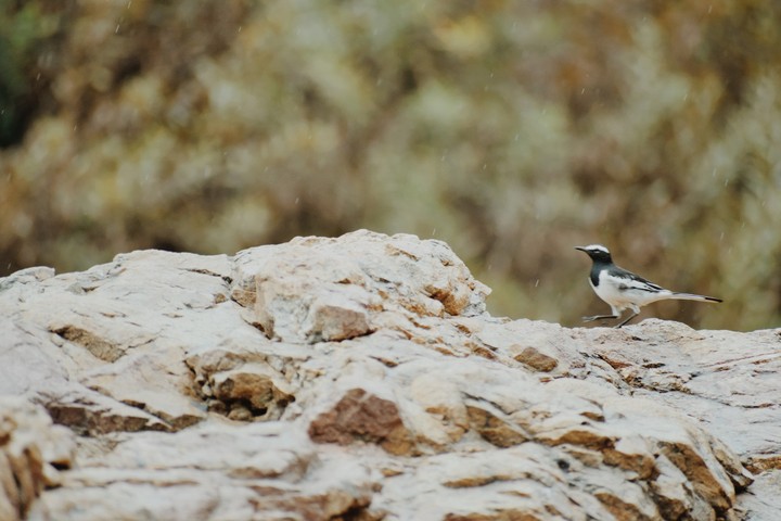 Bird