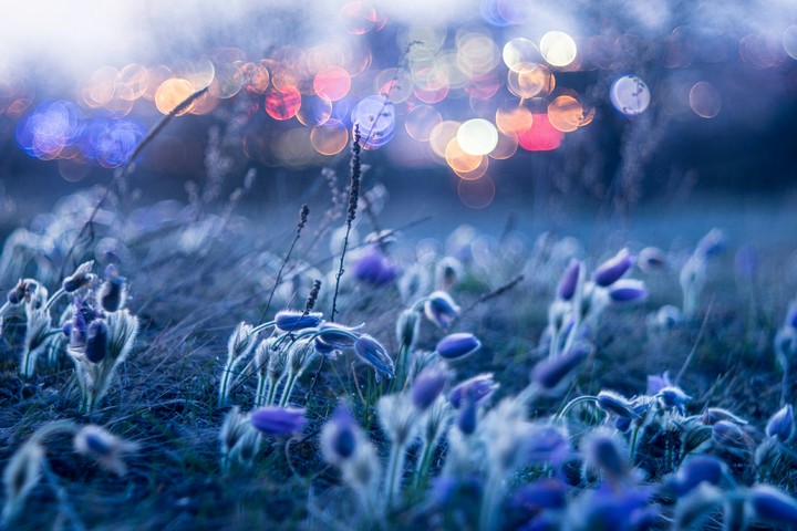 grass