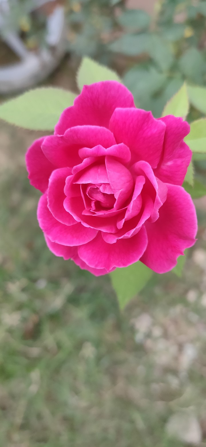 Red Rose