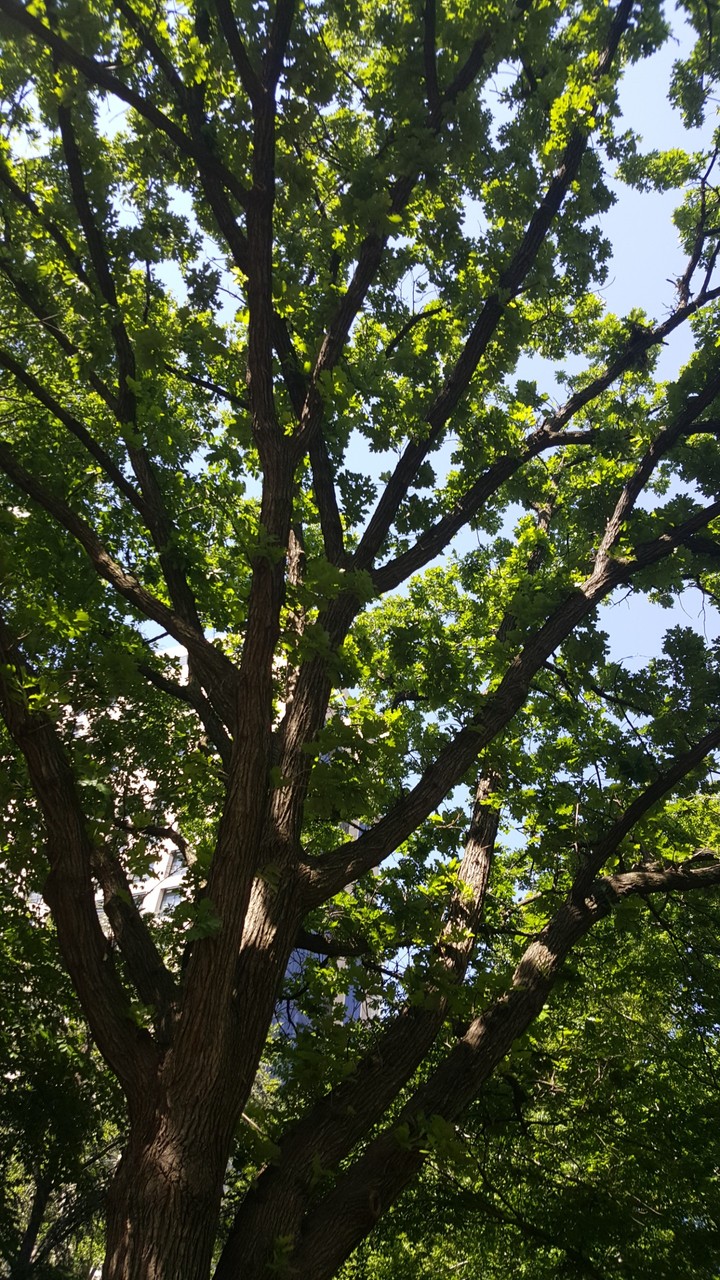 Big Tree