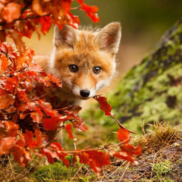 fox