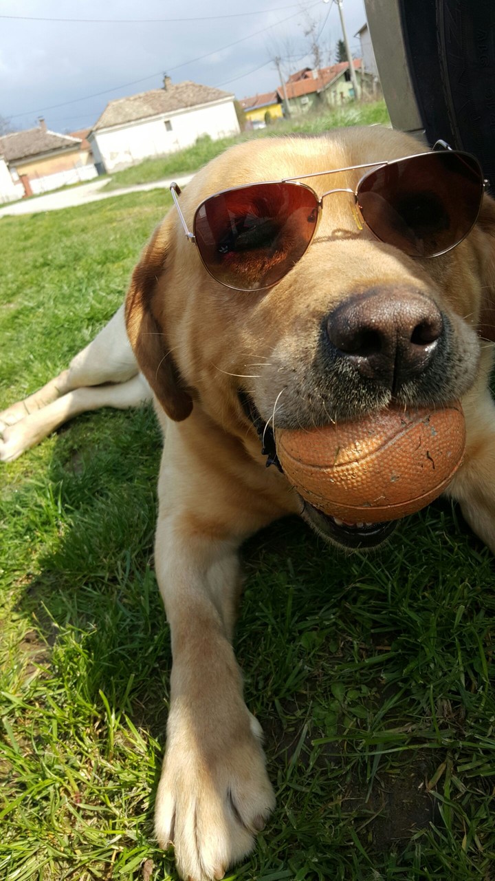 Labrador
