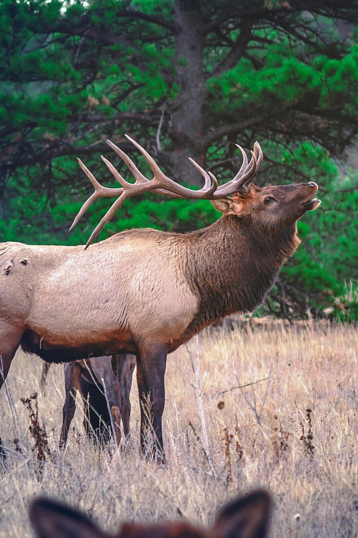 Wild life