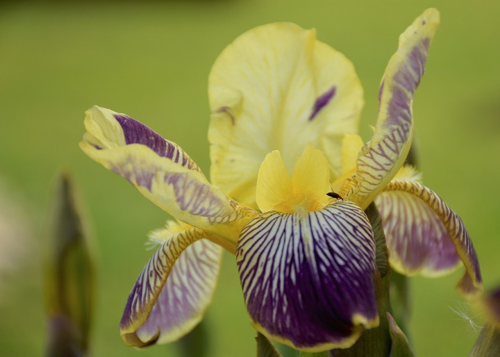 liliaceous