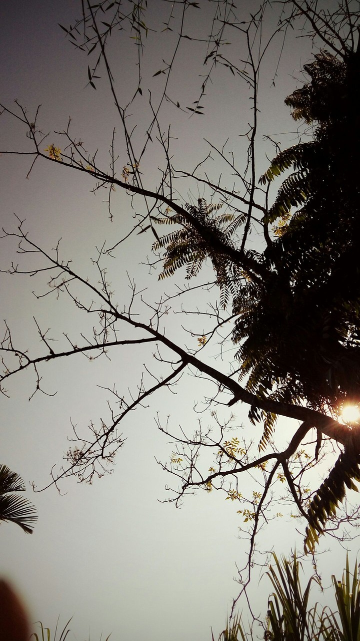trees