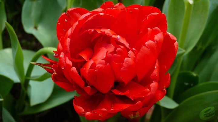 rose
