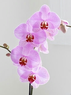 orquídea phalaenopsis
