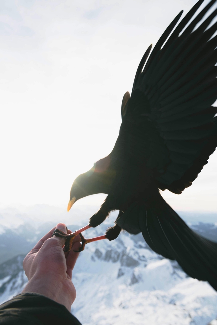 eagle lover