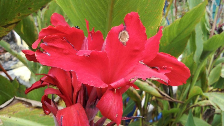 flower