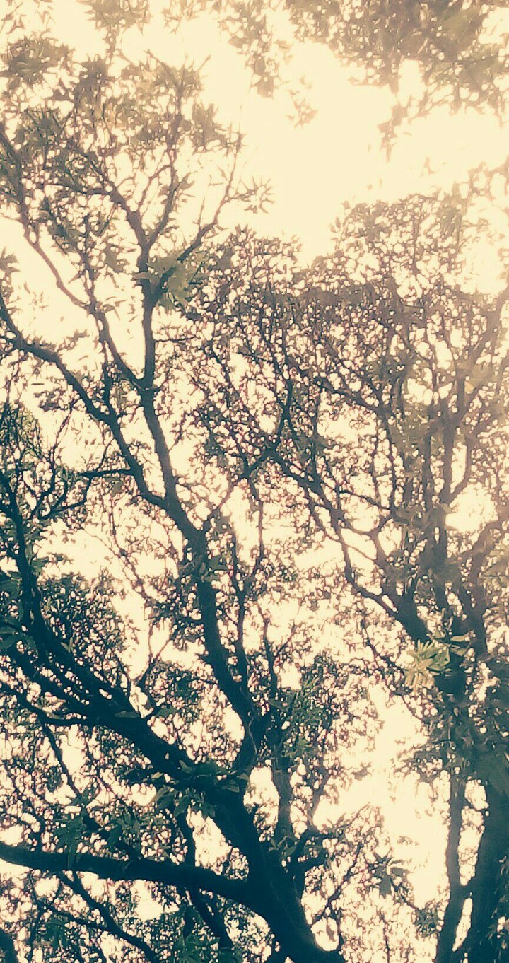 Perspectives of a tree #02