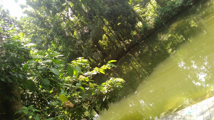 tree