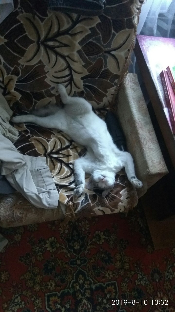cat