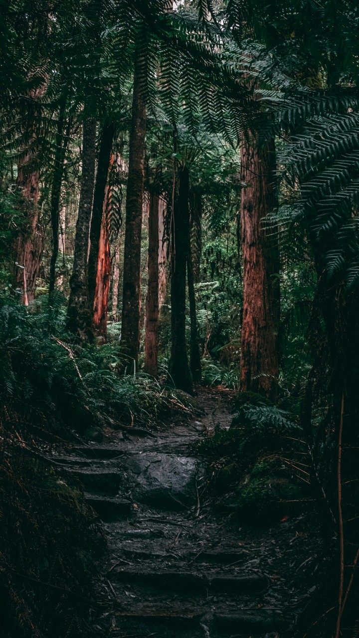 Forest