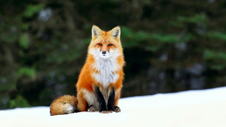 FoX