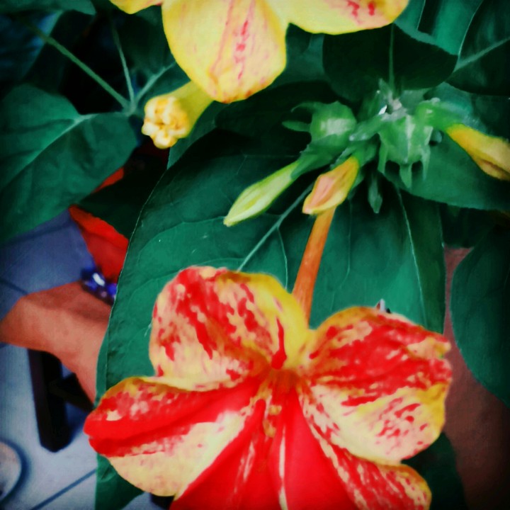 #piccoli #fiori #bicolore