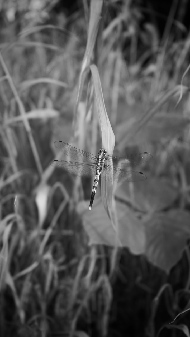 L-Monocrom