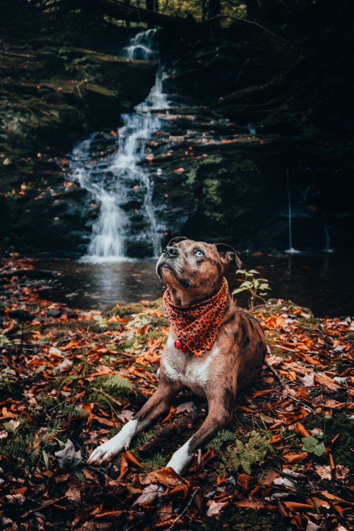 dog