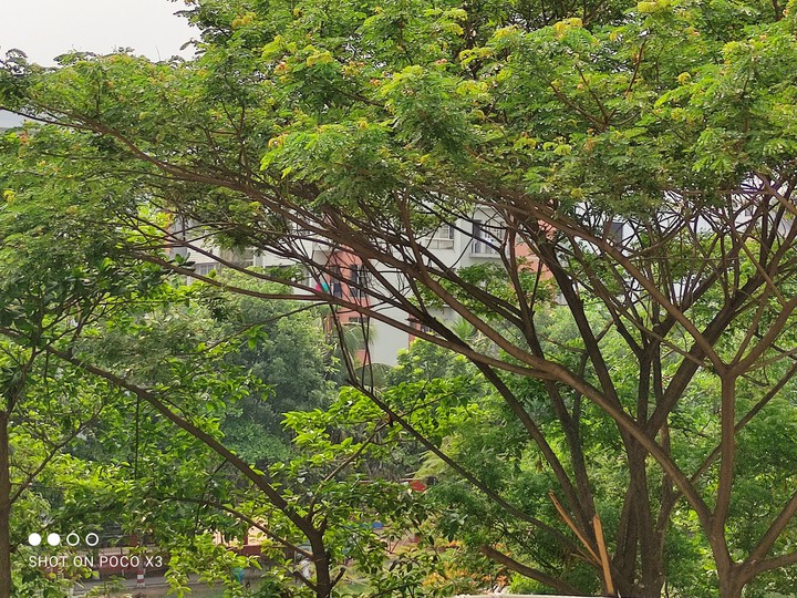 nature