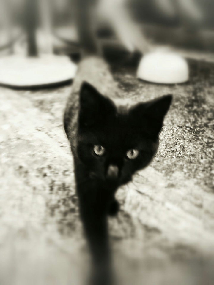 my Cloe