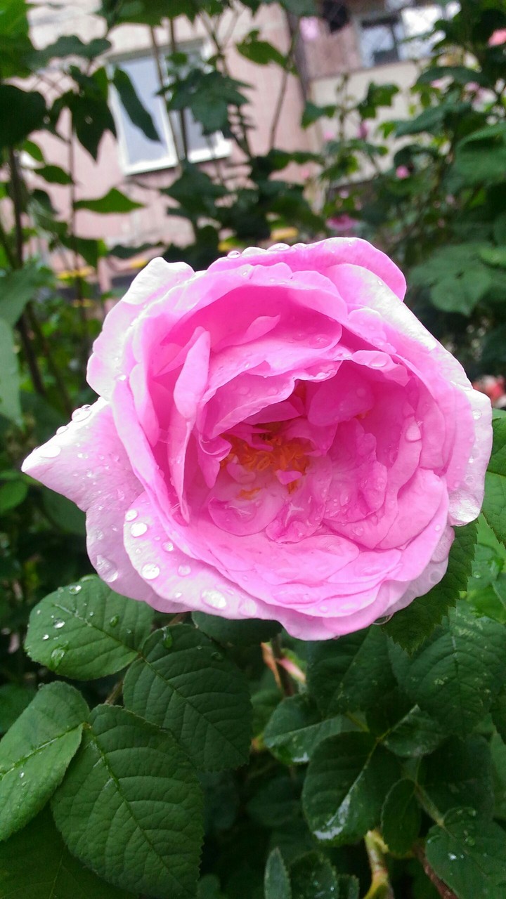 Beautiful tea-rose