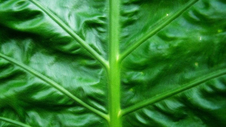 ☘