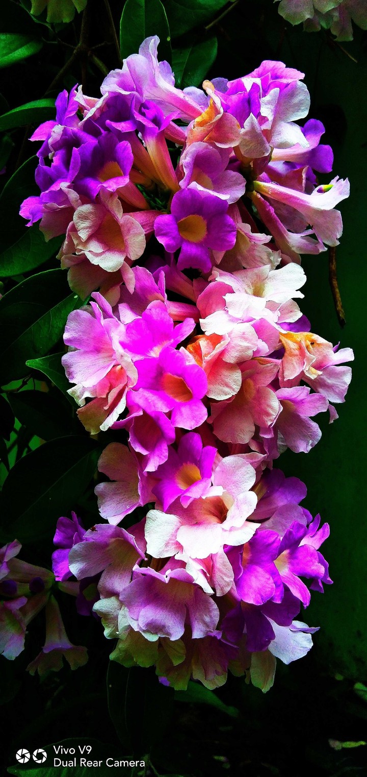 Violet