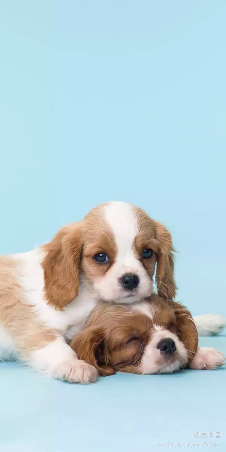 Baby dogs