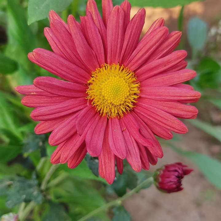 flower photography
