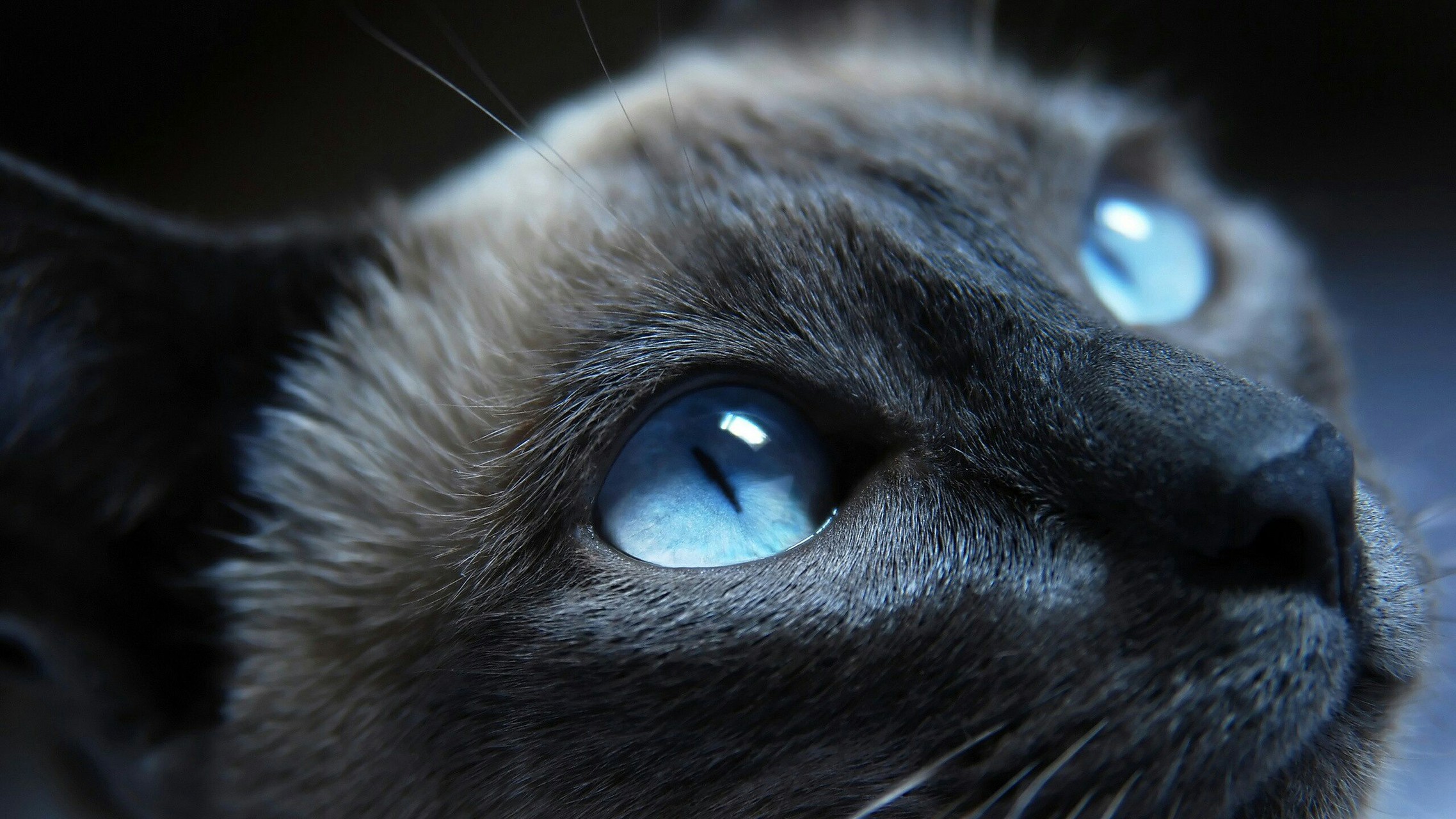 Black Cat