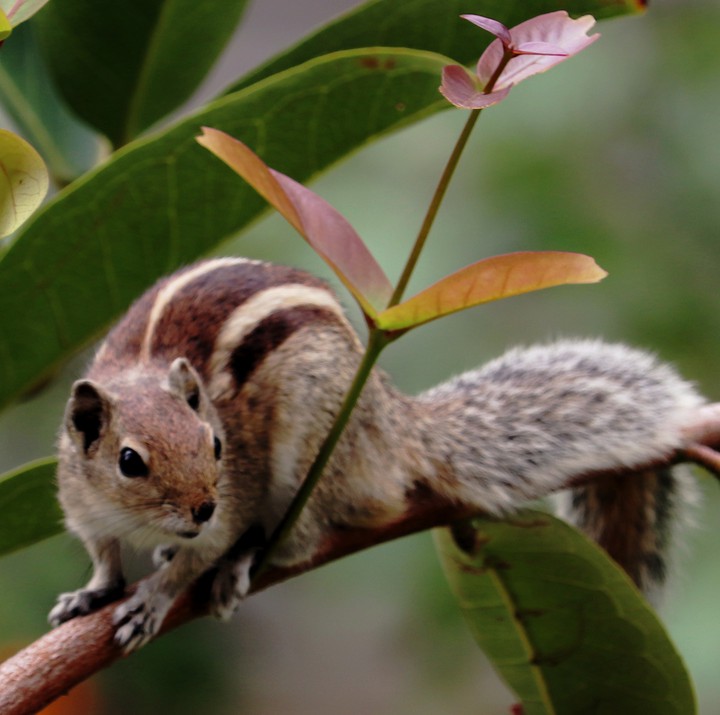 Squirrel