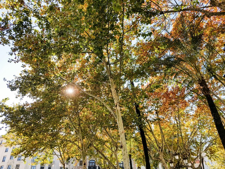 Autunno,Sevilla.