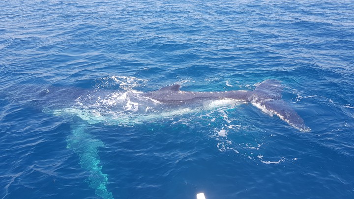 humpback whale