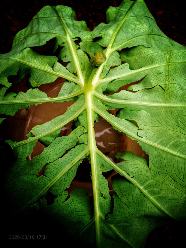 bubble leaf