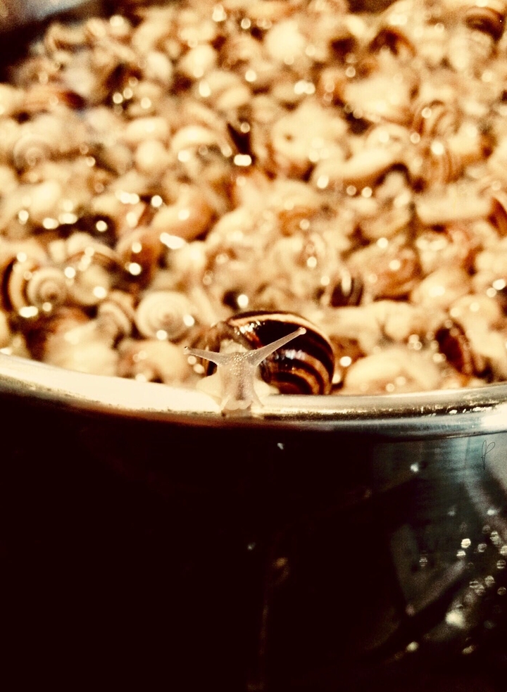 bogoli