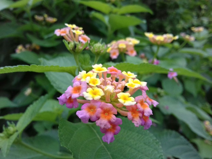 rainbow flower