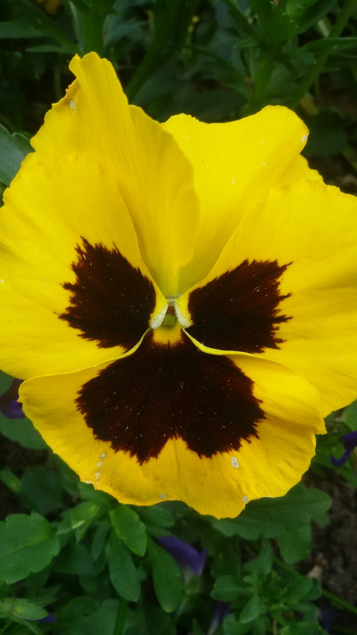 Schmetterling