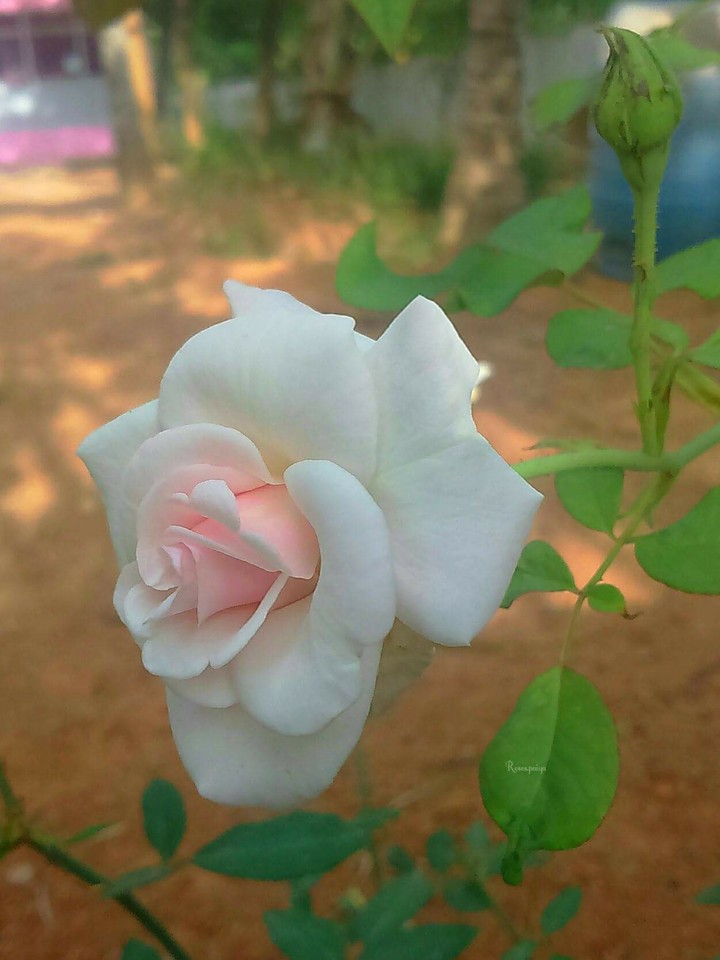 nice pix