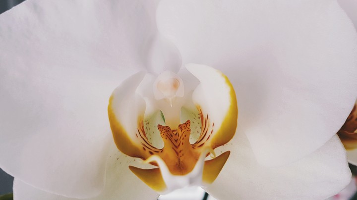 orquídea