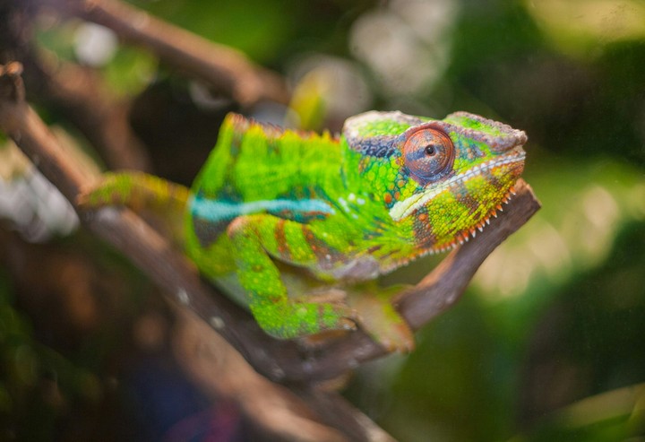 Chameleon