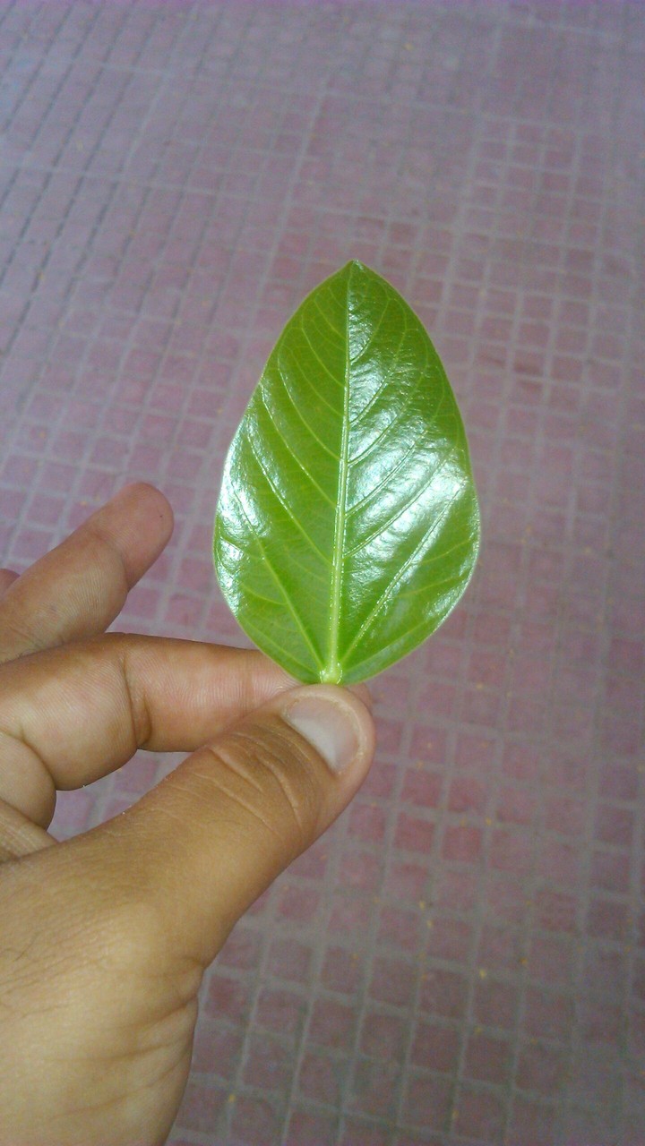live green