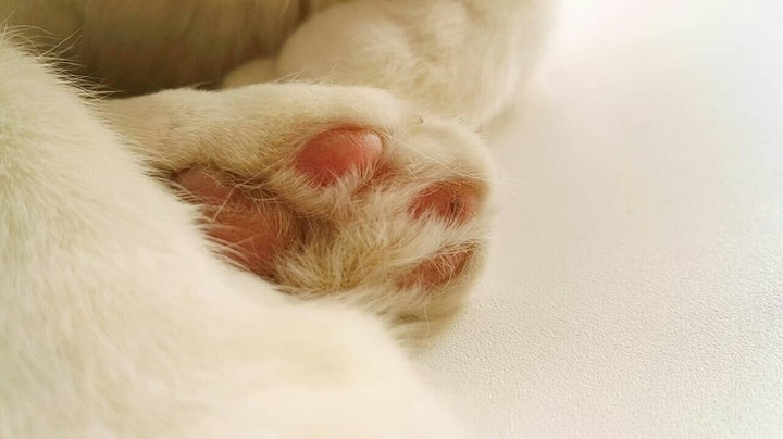 лапка кота