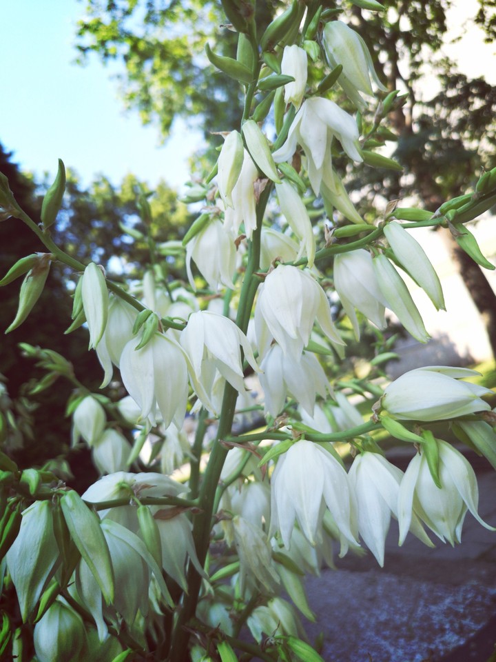 flower