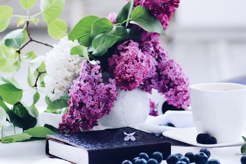 Still life