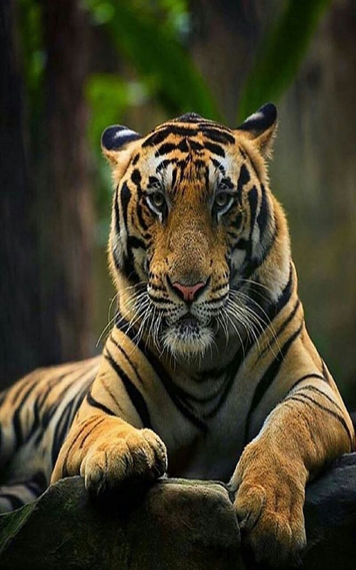 Majestic Tiger