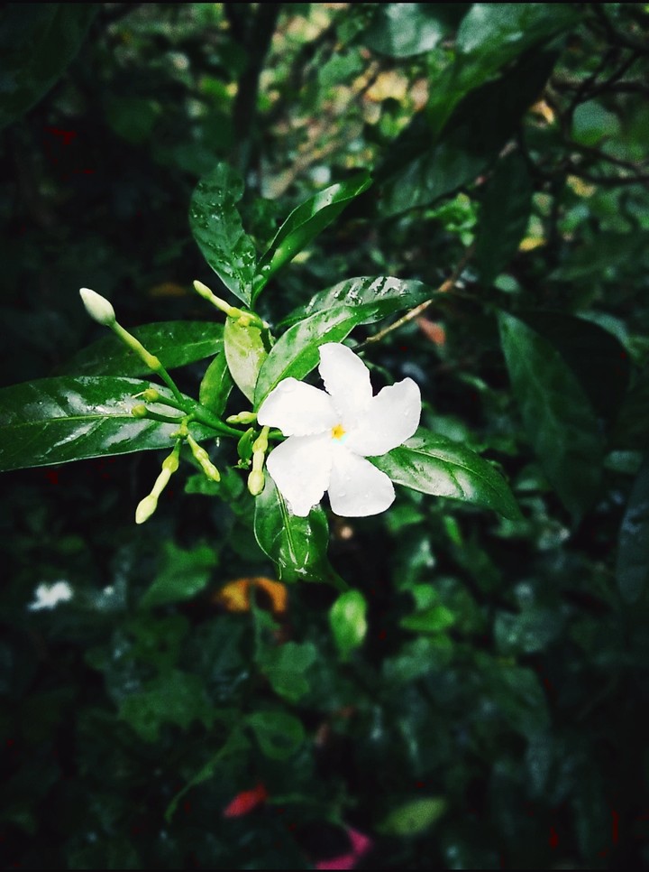 beautiful flower in between of green leaves