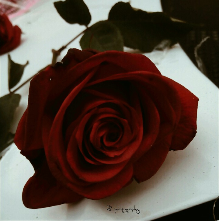 Red rose