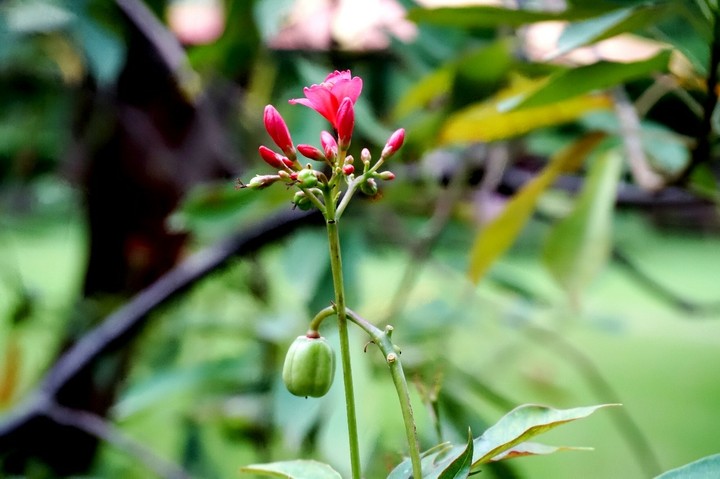 red flower buds