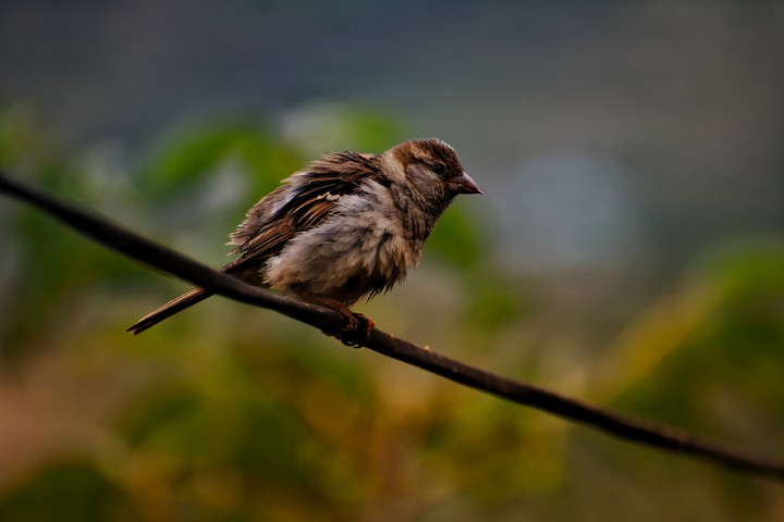 #Bird